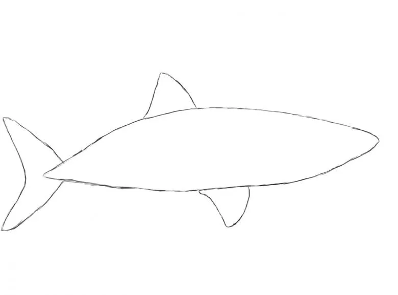 Як намалювати акулу олівцем