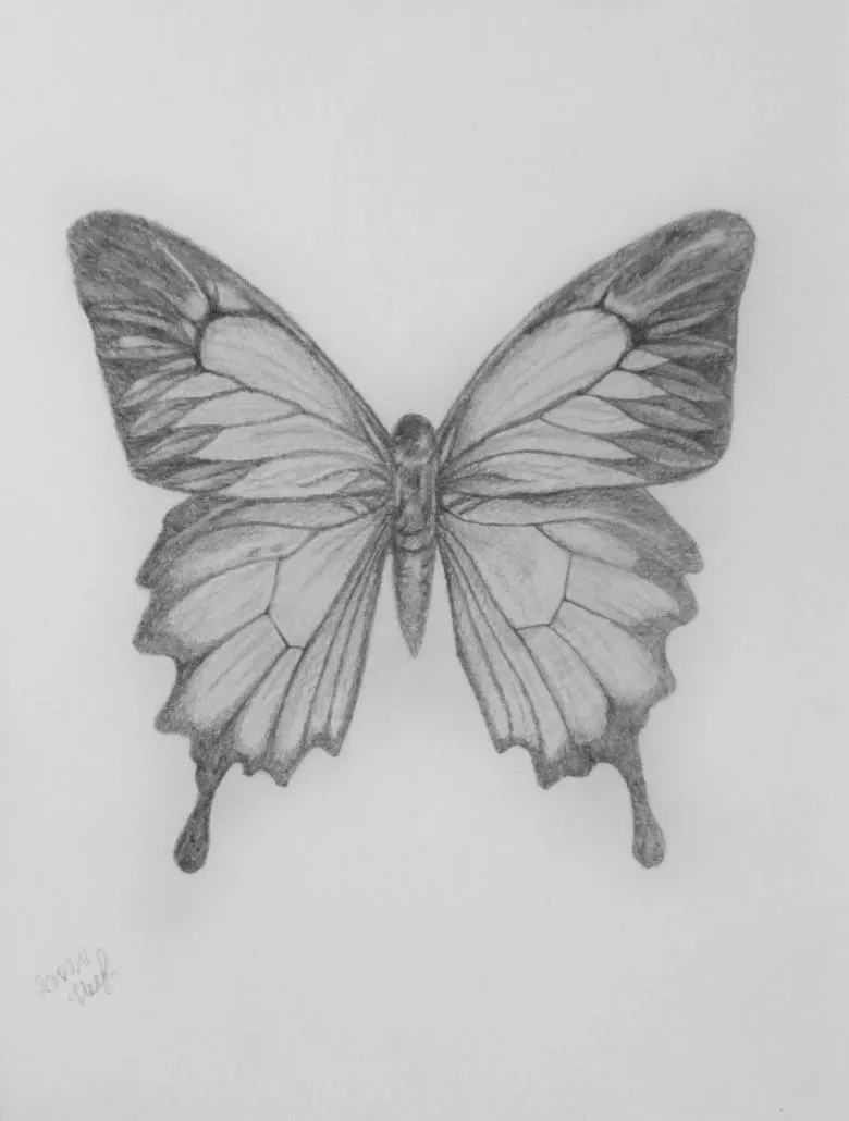 Метелик намальована олівцем 