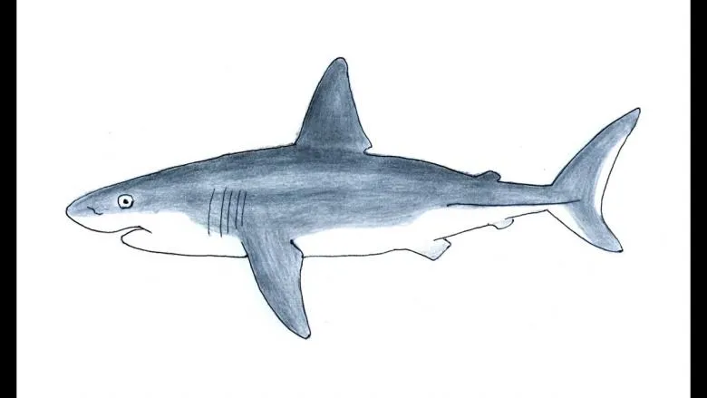 Як намалювати акулу олівцем