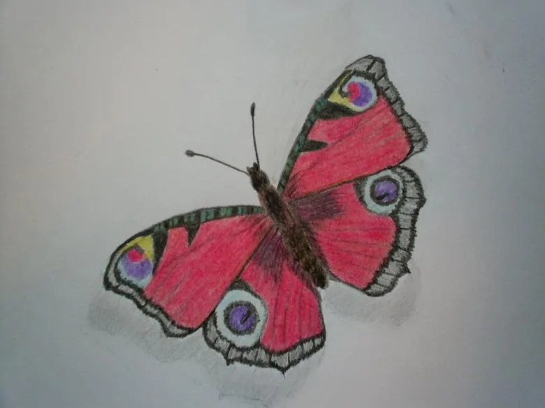 Метелик намальована олівцем 