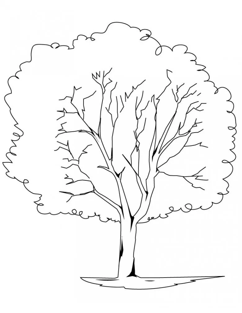 Намальоване дерево олівцем 