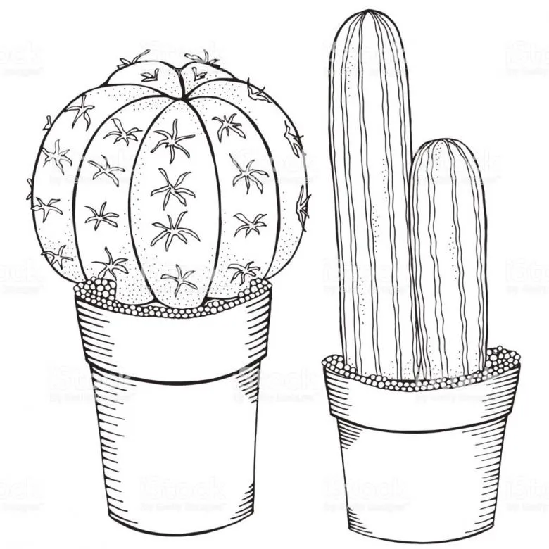 Як намалювати кактус олівцем - поетапні майстер-класи, фото ідеї та приклади i