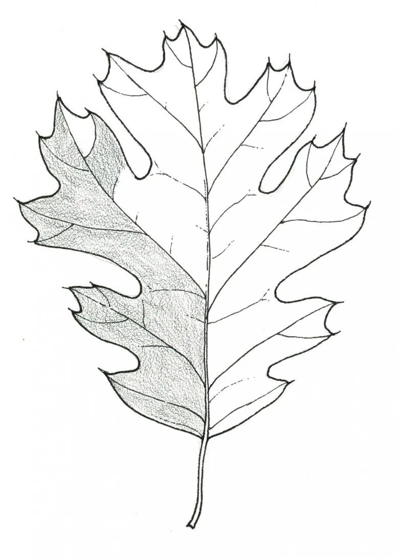 Намальовані листя 