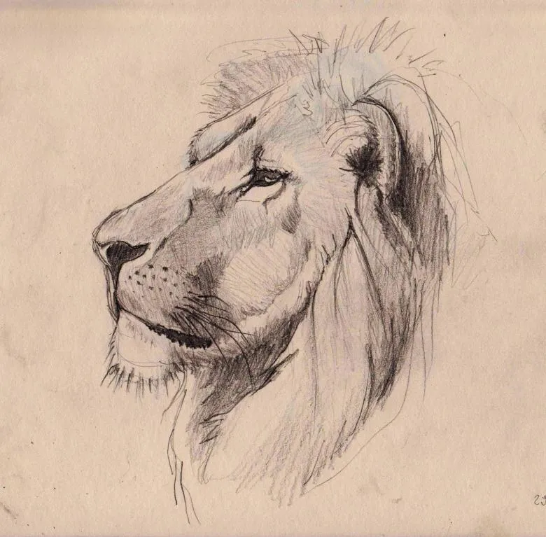 Як намалювати лева поетапно олівцем - легкі поетапні майстер-класи для дітей i