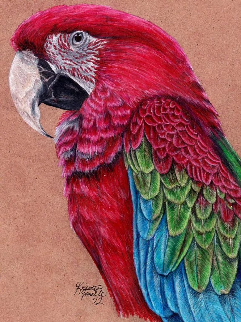 Намальований папуга 