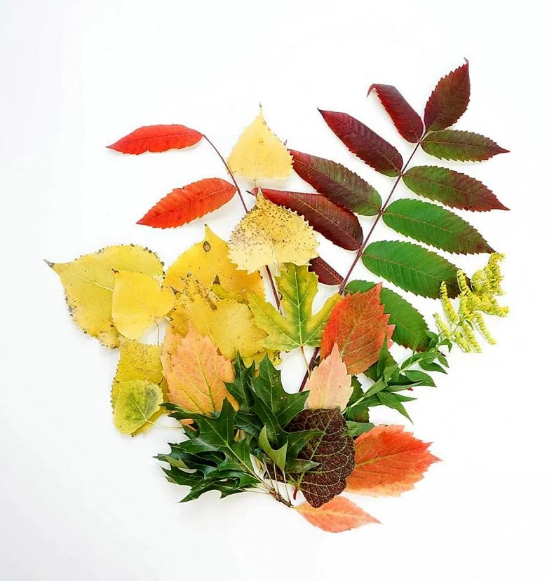 Аплікація з листя і кольорового паперу 
