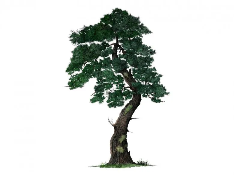 Намальоване дерево 