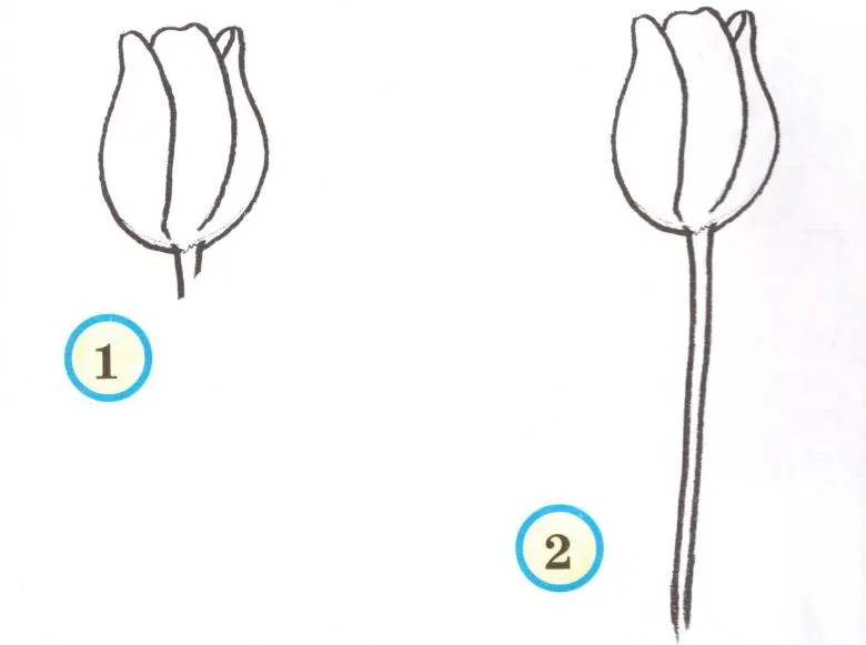 Намальований тюльпан 