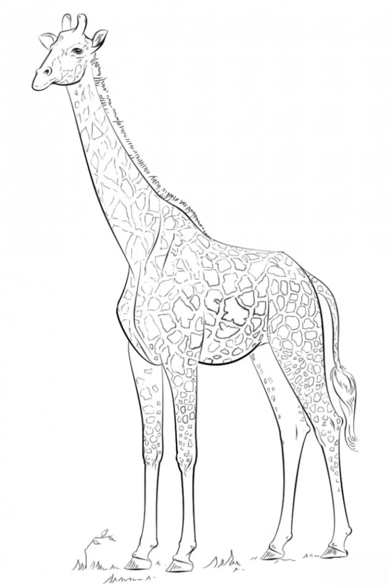 Як намалювати жирафа олівцем і фарбами - поетапні майстер-класи для початківців i